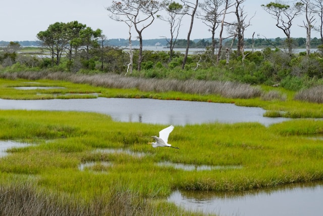 Wetlands